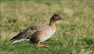 Quelle est cette oie ?