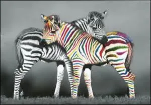 Existe-t-il plusieurs espèces de zèbres ?