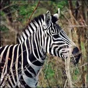 Dans l'ancien temps, a-t-on essayé de domestiquer les zèbres ?