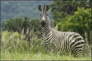 Son pelage et ses rayures lui servent...