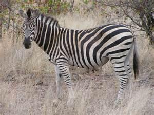 Quiz Savane