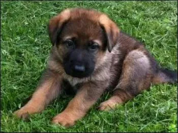 Après la mort de "Diesel" la chienne d'assaut du RAID, la Russie a offert un chiot berger allemand à la France. Comment s'appelle cette chienne ?
