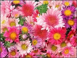 Combien de fautes y a-t-il ? - J'aimes les fleur.