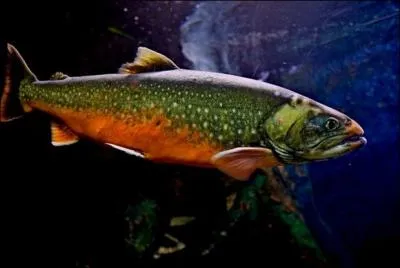 D'où est originaire la truite mouchetée, aussi appelée saumon de fontaine, ou omble de fontaine ?
