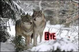 Eye se réveilla avec l'intention de faire une mauvaise blague aux filles. Il entra doucement dans leur tente, à pas de ..., et se rendit soudain compte qu'il y avait un problème.