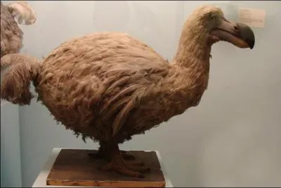 De quelle ile le 'Dodo' (espèce disparue récemment à cause de l'homme) est-il l'emblème ?