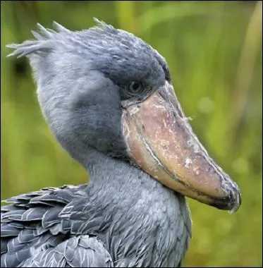 Quel est le nom de ce drôle d'oiseau ?