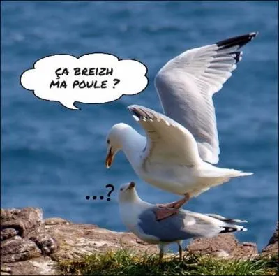 Qui a réalisé le film : 'Vos gueules les mouettes' ?