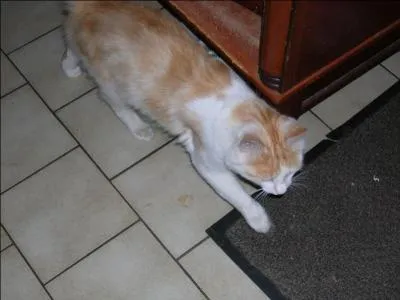 Pour terminer en beauté, une petite devinette ! 
Combien y a-t-il de chats sur la photo de la question n°2 ? 
N'hésitez pas à agrandir la photo !