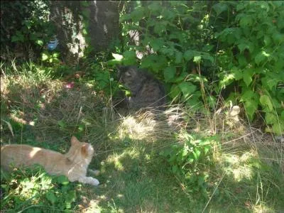 Quel est le sens primordial d'un chat ?