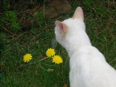 Que font les chats pour marquer leur territoire ?