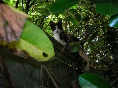 Et maintenant, une petite référence à Harry Potter ! 
A qui appartient Miss Teigne, une chatte plutôt rusée ?