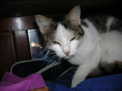 Les chats ont un caractère plutôt...