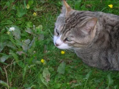 Où mordent les chats quand ils chassent une proie ?