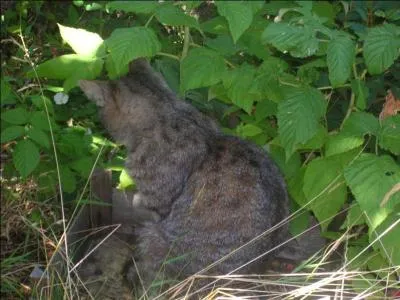 Phonétiquement, quel mot faut-il ajouter à "chat" pour ouvrir la porte à nos amis félidés ?
