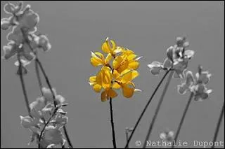 Quelle est cette fleur ?