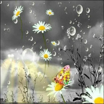 A quelle grande famille botanique appartiennent ces fleurs ?