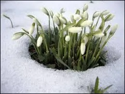 Comment s'appelle la fleur qui pousse en hiver et peut traverser une faible couche de neige ?