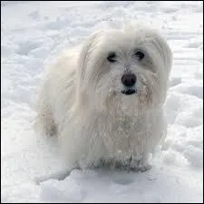 Que signifie l'expression " Être blanc comme neige" ?