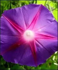 Tant d'étoiles ! Cette belle fleur porte une étoile en son centre. Quel est son nom ?