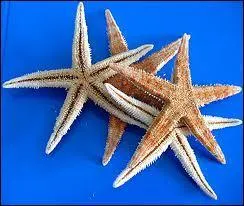Tant d'étoiles ! Notre planète nous a mis des étoiles dans le ciel, sur les arbres, et même sous la mer ! Quel est le nom scientifique de l'étoile de mer ?