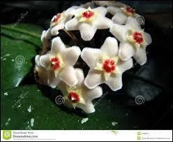 Tant d'étoiles ! Si l'édelweiss a une forme d'étoile, cette très jolie fleur de l'illustration est une étoile parfaite, et se nomme ?