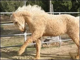 Il est tout doux comme du coton :