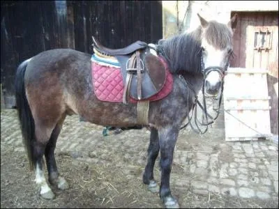 Ornement en saillie des deux côtés du mors d'un cheval :