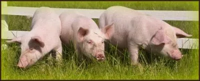 Quel est le poids du porc ?