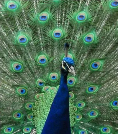 La taille du paon bleu est environ de :