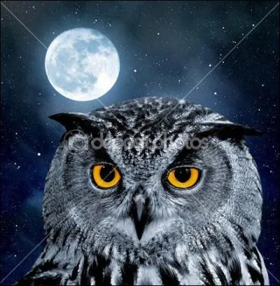 Quel est cet oiseau de nuit ?