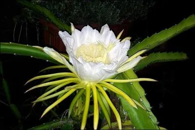 Cette fleur se nomme "Belle de nuit". Le fruit qui pousse sur cette plante est le fruit du dragon. Quel est le nom de cette plante ?
