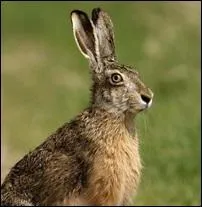 Est-ce un lapin ou un li&egrave;vre ?