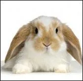 Quel est ce rongeur ?