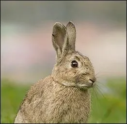 Est-ce un li&egrave;vre ou un lapin ?