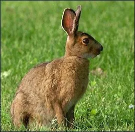 Quel est cet animal ?