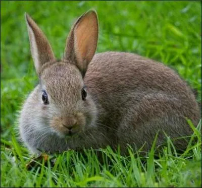 Quel est ce rongeur aux grandes oreilles ?