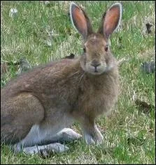 Est-ce un lapin ou un li&egrave;vre ?