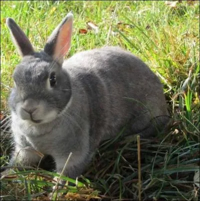 Quel est ce rongeur ?