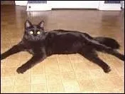 Une race originaire d'une nouvelle américaine, la photo fera le reste.