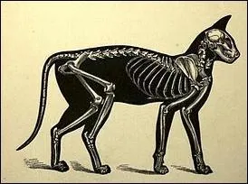 Combien le chat a-t-il d'os ?