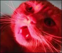 Vrai/faux : le chat ne voit pas le rouge.