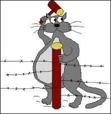 Le chat est un animal :