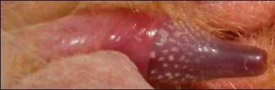 À quel âge en moyenne apparaissent les épines sur le pénis des chats mâles, ces épines permettant la reproduction ? Attention, l'image peut choquer les plus jeunes.