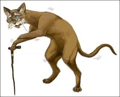 À quel âge est mort Creme Puff, le chat le plus vieux du monde ?