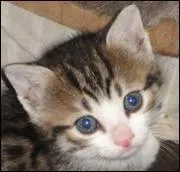 Vrai/faux : le chaton a les yeux bleus jusqu'à 9 semaines.