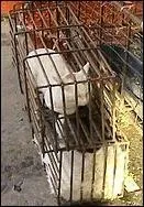 Combien de chats sont mangés en Italie chaque année ?