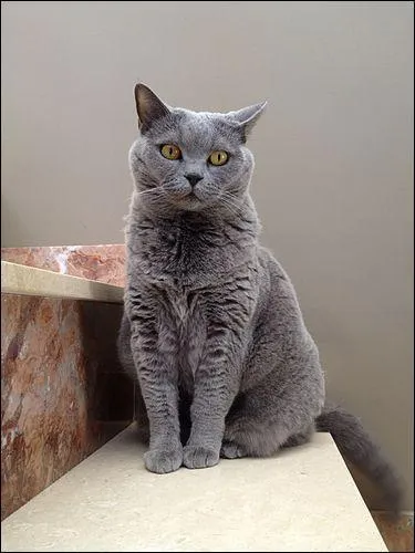 Quelles informations sur le british shorthair sont correctes ?