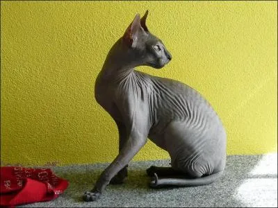 Une race originaire de Russie, ressemblant au sphynx et ayant une tête cunéiforme : quelle est cette race ?