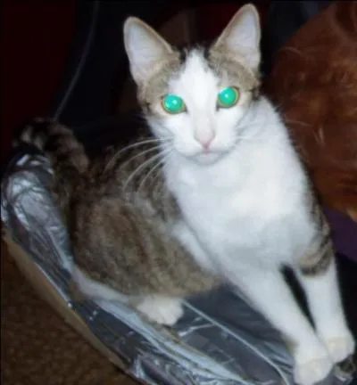 Alerte ! Il y a un intrus parmi les chats ! Repérez-le vite !